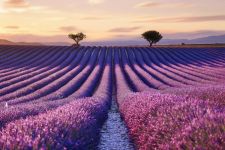 Lavender fields